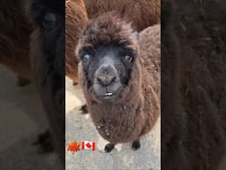 Canadian Alpacas #alpaca