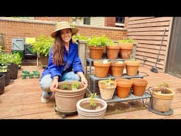 My MUST HAVE Garden Herbs🪴Starting My Container Herb Garden!
