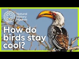 Beat the heat: how do birds keep cool? | Surprising Science