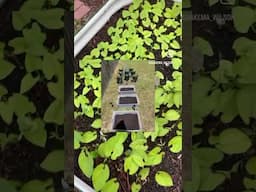 #sustainability #sustainable #sustainableliving #sustainablefarming #gardening #garden #gardeningtip