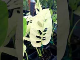 The Coolest Variegated Plants at our Aroid Greenhouse Farm