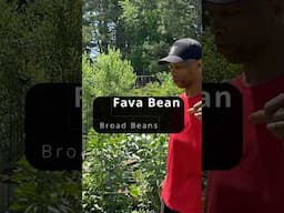 Fava beans: What you didn’t know! #summeronshorts