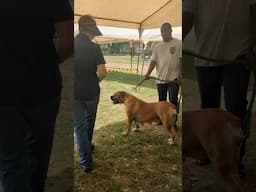 Boerboel Appraisal #shorts #boerboel #dog