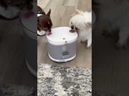 Cool Water on a Warm Day @HomerunpetGlobal #homerunpet #chihuahuafanclub