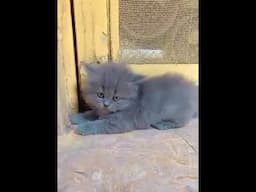 Persian Kitten with unique grey shade .Blue grey