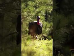 Georgia Head Huntin'! #redarrow #turnemred #turkey #turkeyhunting #shorts #shortvideo