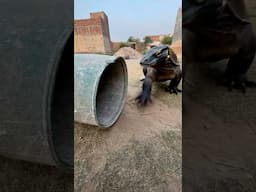 Komodo dragon drum ke andir chala gaya