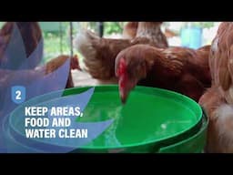 Defend the Flock - How to Keep Your Poultry Protected