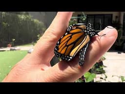 SCIENCE! ￼Monarch butterfly emerges from chrysalis with defect and pockets of fluid in its wings