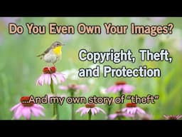 Image Protection, Theft, and  Wildlife Inspired Quick Thoughts Story