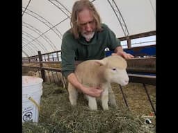 🐑Lamb RESCUE Required!🐑 #sillysheep #lamb #rescue #farmlife