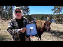 Custer State Park Wildlife Tour & Veritas Vans Starlink Mount Test/Review