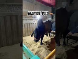 Mashallah 🥰 Qurbani2025❤️ #qurbani2025 #shorts #viralvideo #trending #cow