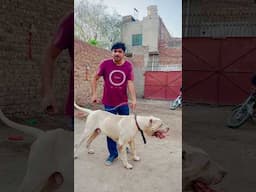 Dollar 😍#samadpetsvlog #hammadpethouse #bullydog #swpetshouse #unfrezzmyaccount #petsvlog #dog