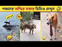 পশু পাখির মজার কান্ড ক্যামেরায় ধরা পড়া | Funny Animal Videos 2025 😂 - Funniest Dogs And Cats P-101