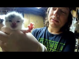 Kitten Vlog 2/3