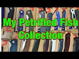 My Petrified Fish Collection
