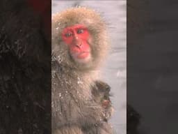 Monkeys bathing in hot springs #shorts #snowmonkey #nagano