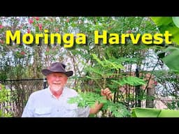 Moringa Harvest and Processing along with Quick Garden Update