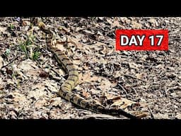 Day 17: First Rattlesnake