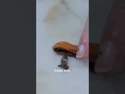 Recetas fáciles y sabrosas  suscríbete ahora