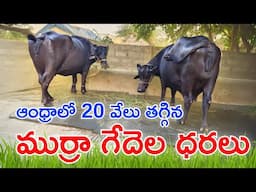 ఆంధ్రాలో 20 వేలు తగ్గిన ముర్రా గేదెల ధరలు | Murrah Buffaloes Prices in Andhra
