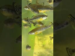 Baby #Bass Keep Trying to Give Me a Kiss Cause They #Love Me #fishkeepinghobby #aquariums