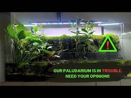 Paludarium Problems & Challenges!