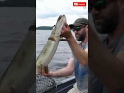 Muskie Season Begins! #fishing #muskie #muskyfishing #shorts #muskie