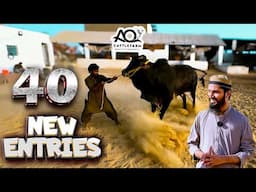 40 New Entries in a Week at AQ Cattle Farm | Part 01