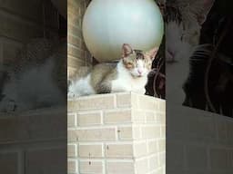 #cats #catlover #cat #shorts