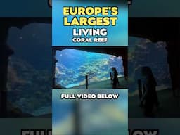 ⭐️Europe's Largest Living Coral Reef⭐️