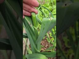 Garlic Flowers aka Scapes