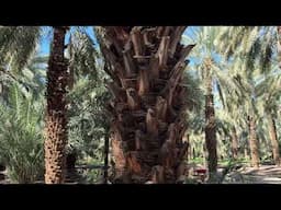 The Meadow of Salman Al Farisi where Dates Grow, Madinah