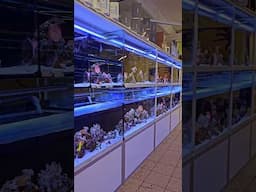 CORAL DREAMS STORE TOUR | COMING THIS SUNDAY