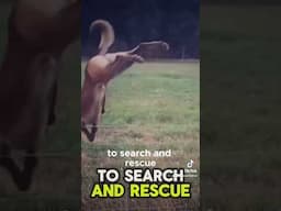 The most Athletic dog in the world