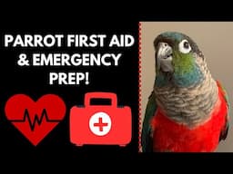 Preparing for Pet Parrot Health Emergencies | Bird First Aid Kit | BirdNerdSophie AD
