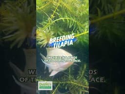 Breeding Tilapia