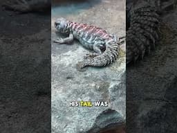 Baby Lizard Wasn’t Ready to Hatch But His Egg Exploded