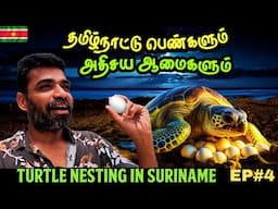 🐢பிரசவத்திற்கு தாய் வீட்டிற்கு வரும் ஆமைகள் |🇸🇷Suriname ep4