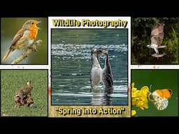 A guide to capturing stunning wildlife action photography in Springtime in their natural habitats.