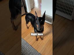 Who would've thought? #dog #funny #puppy #doberman #dobermanpinschers #dobermanpuppy #dogsfunny
