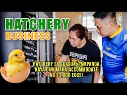 AMAZING HATCHERY BUSINESS: HATCHERY SA GUAGUA, PAMPANGA, KAYA DAW MAKA-ACCOMMODATE NG 13,000 EGGS!