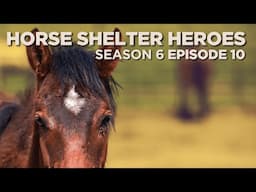 Horse Shelter Heroes | S6E10