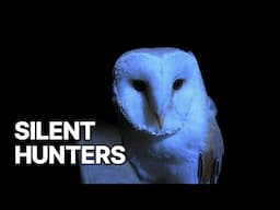 Nature's Stealth Fighter | Silent Hunters