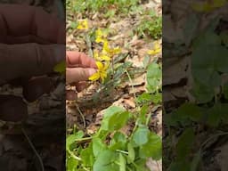 Wild Erythronium blooming in the forest in SE PA #nativeplant #spring #flower