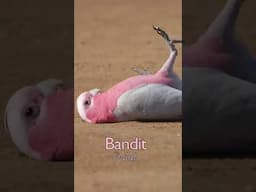 Who did you get?! #parrots #birds #parrot
