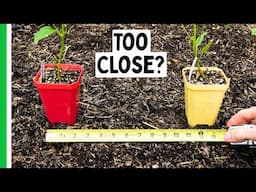 Are Your Pepper Plants Too Close?