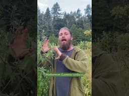 Understand Motherwort by Its Energetics, Not Just Effects