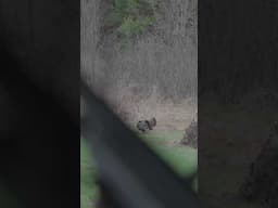 I’m sure all you savvy veterans noticed the double-beard!!! Who’s chasing longbeards this spring?